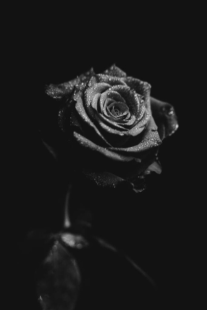 Black and white photo of a blooming rose on a dark background. Drops of water, dew on the petals of the plant. Close-up, art photography, art and minimalism - Foto, immagini