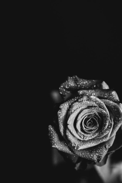 Black and white photo of a blooming rose on a dark background. Drops of water, dew on the petals of the plant. Close-up, art photography, art and minimalism - Foto, immagini