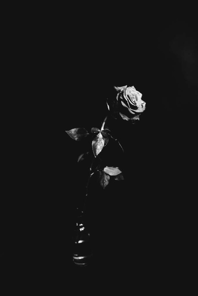 Black and white photo of a blooming rose on a dark background. Drops of water, dew on the petals of the plant. Close-up, art photography, art and minimalism - Foto, afbeelding