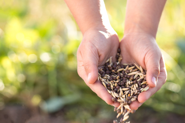 Las manos plegables semillas de diferentes cultivos se cierran sobre un fondo verde y soleado. - Foto, Imagen