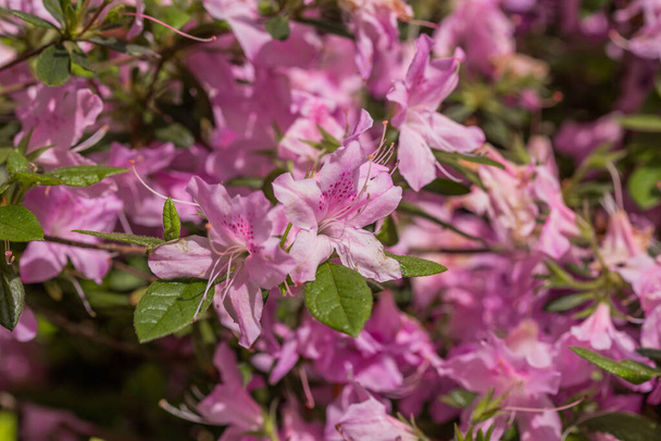 Цветущие цветы на фоне весеннего сада - Фото, изображение