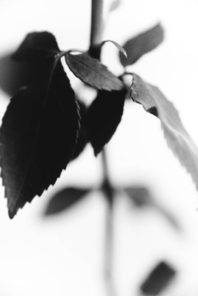 Black and white photo of a blooming black velvet rose on a white background. Plant close-up, art photo of a rose. Very beautiful still life of a feminine flower - Foto, imagen