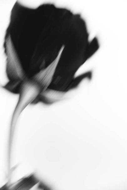 Zwart-wit foto van een bloeiende zwarte fluwelen roos op een witte achtergrond. Plant close-up, kunstfoto van een roos. Zeer mooi stilleven van een vrouwelijke bloem - Foto, afbeelding