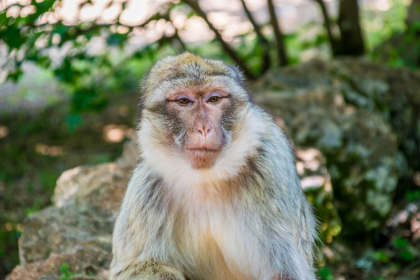 Macaco barbaro o Magot fotografato in un parco animale. - Foto, immagini