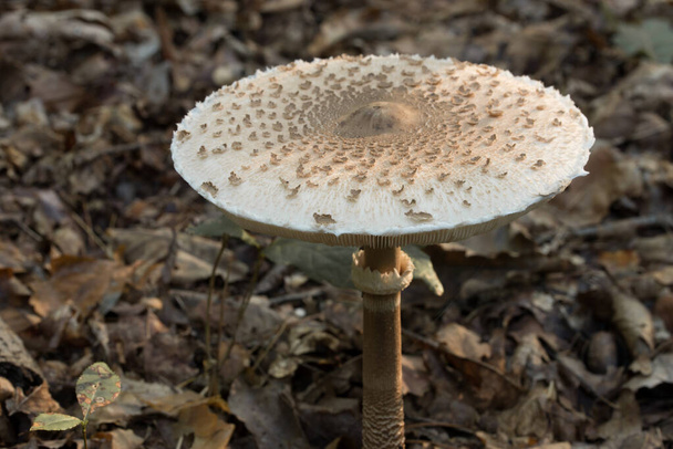 Makrolepiota procera, päivänvarjo sieni lähikuva valikoiva painopiste - Valokuva, kuva
