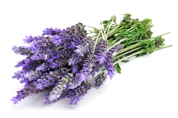 lavender flowers - Photo, Image
