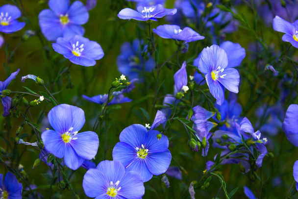 lněné květiny. Pole modrých lněných květů. modrý len. modrá lněná pole detailní záběr na jaře mělká hloubka pole. - Fotografie, Obrázek