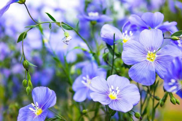 Flachsblumen. Ein Feld aus blauem Flachs blüht. Blauer Flachs. Blaues Flachsfeld Nahaufnahme bei geringer Schärfentiefe im Frühling. - Foto, Bild