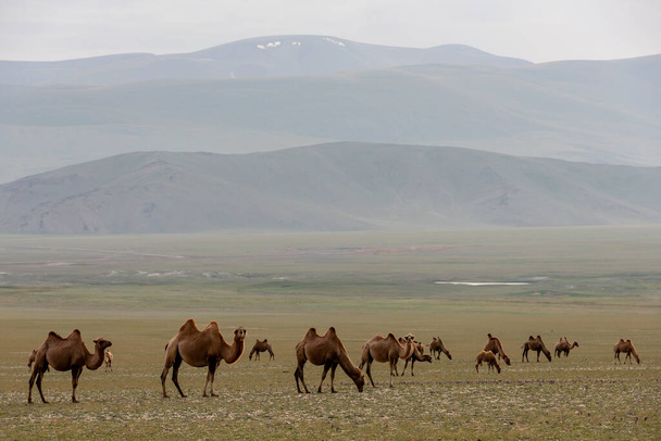 Steppe de Mongolie avec des nuages sombres, des routes non pavées et un troupeau de chameaux. - Photo, image