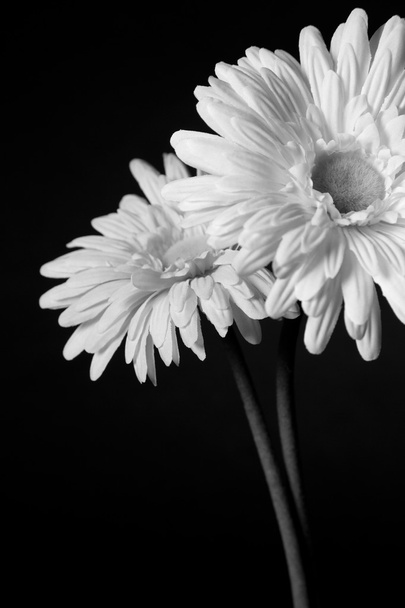 άσπρα λουλούδια - 01 - Φωτογραφία, εικόνα