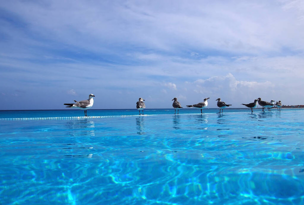 Grupo de gaviotas en el borde de una piscina infinita mirando a la vista de la playa y el océano en un resort de lujo en Cancún, México - Foto, imagen