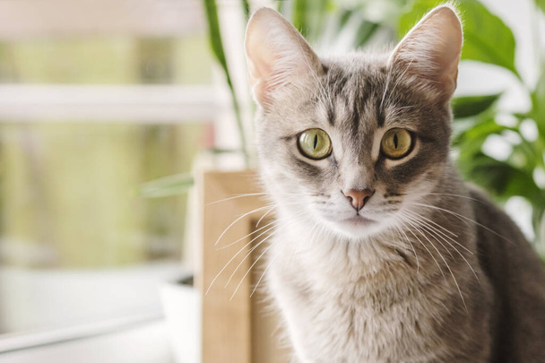 Zbliżenie portret szarego pasiastego kota domowego siedzącego na oknie wokół roślin. Wizerunek dla klinik weterynaryjnych, stron o kotach, dla karmy dla kotów. - Zdjęcie, obraz
