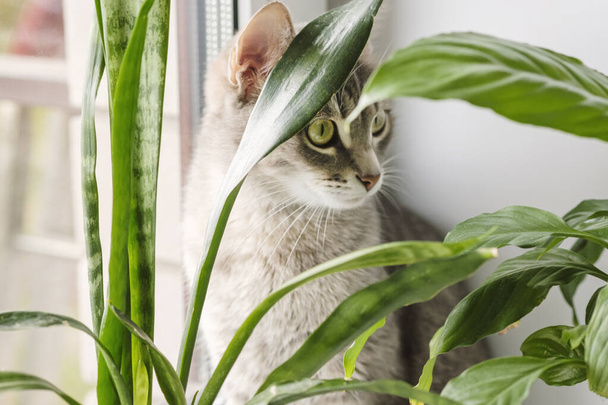 Lähikuva muotokuva harmaa raidallinen kotimainen kissa istuu ikkunan ympärillä huonekasveja. Kuva eläinklinikoille, sivustoille kissoista, kissanruokaan. - Valokuva, kuva