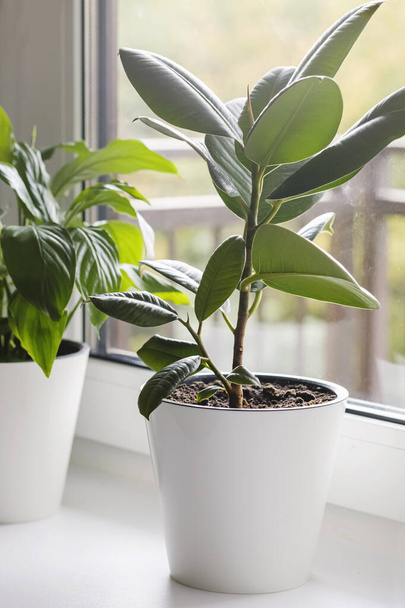 Ficus elastica in white pot on the windowsill. Home plants care concept. Interior of a modern scandinavian style apartment - Photo, Image