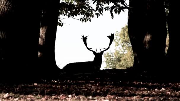 Záběry siluety samce Fallow Deer - Záběry, video