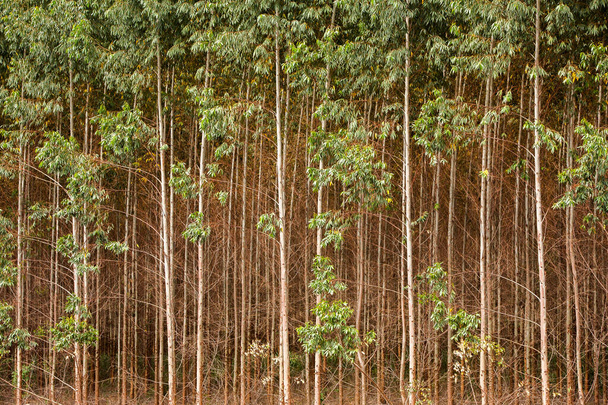 Eucalyptus plantation in Brazil - Zdjęcie, obraz
