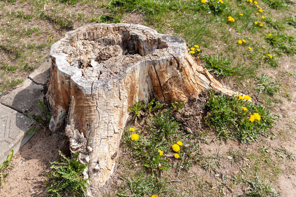 Ein alter Kiefernstumpf inmitten blühender Löwenzahne - Foto, Bild