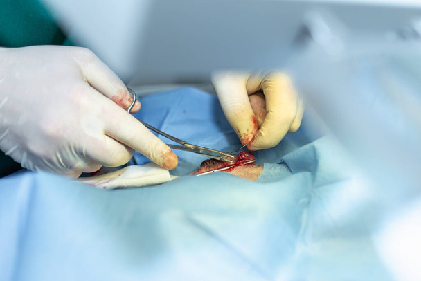 Закрыть стерилизацию собаки на хирургических столах под общей анестезией и ветеринарными хирургами. Ветеринар проводит операцию по стерилизации собак. ветеринар или врач, делающий операцию в клинике. - Фото, изображение