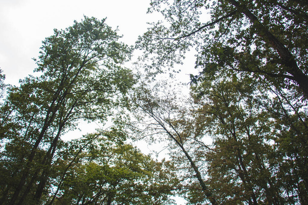 Брудна дорога і зелені дерева в ліс
 - Фото, зображення
