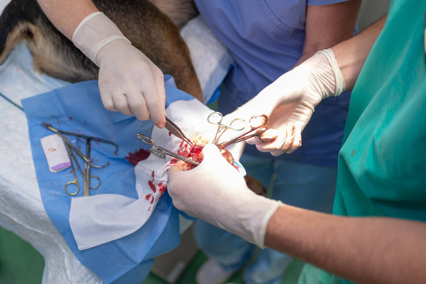 Veterinarian doctor and female assistant performing a surgery on an animal foot or sole at vet clinic the dog is full of anesthesia - Photo, Image