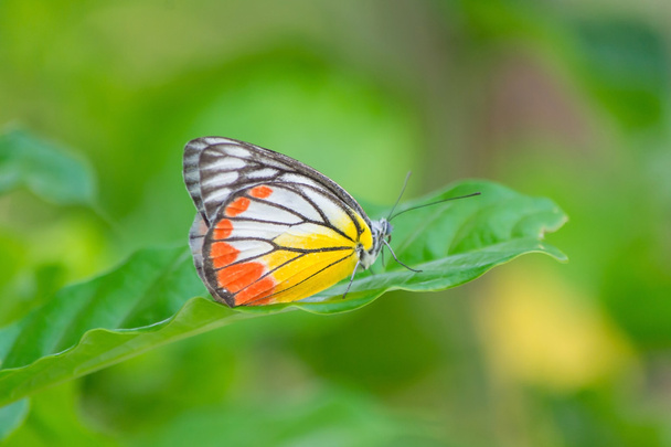 Schmetterling - Foto, Bild