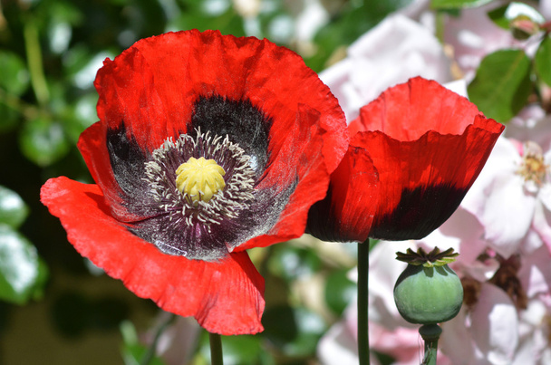 Цветок опиума
 - Фото, изображение