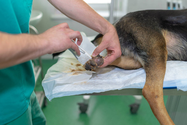 Vista posteriore di un grosso tumore sulla gamba di un pastore tedesco - Foto, immagini