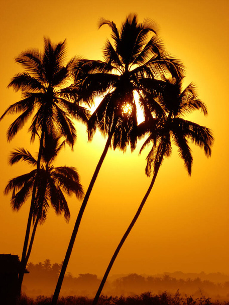 Una hermosa imagen de silueta de palmeras con bonitos colores de fondo de la puesta del sol. - Foto, Imagen