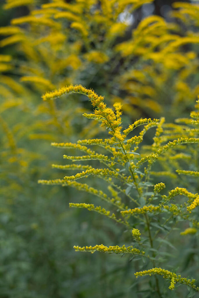 Solidago gigantea - Goldenrod. Tall green stems and bright yellow flowers, selective focus - Photo, Image