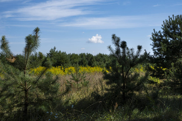Solidago gigantea - verge d'or. Grandes tiges vertes et fleurs jaune vif. Champ des tiges d'or florissantes - Photo, image