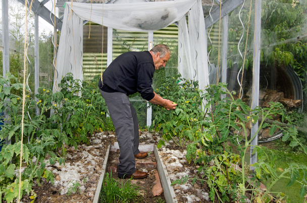 Mies kasvattaa tomaatteja kasvihuoneessa
 - Valokuva, kuva