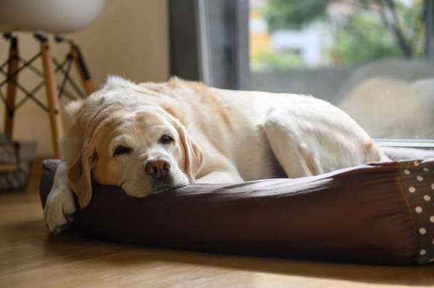 An elderly labrador is dozing in his bed. Home shooting. - Photo, Image