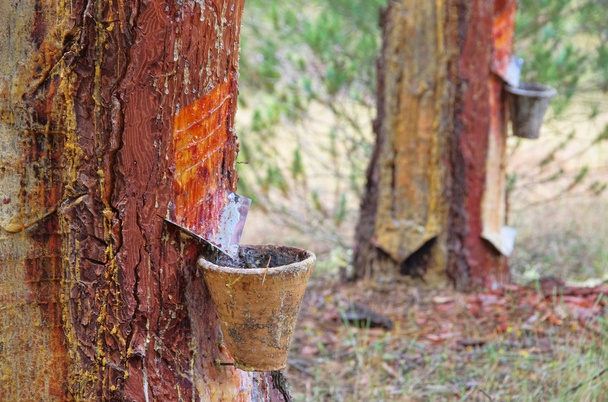 Extracción de resina de bosque de pino
  - Foto, Imagen