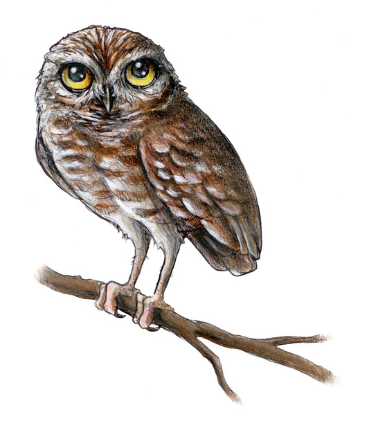Baby Owl - Fotografie, Obrázek