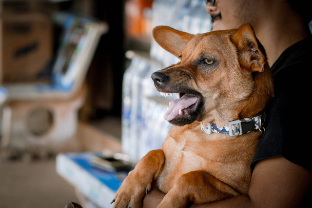 Perro enojado con dientes desnudos. Pequeño perro tailandés marrón gruñe guardias en el asiento en el regazo del propietario. El perro protege al dueño. - Foto, Imagen