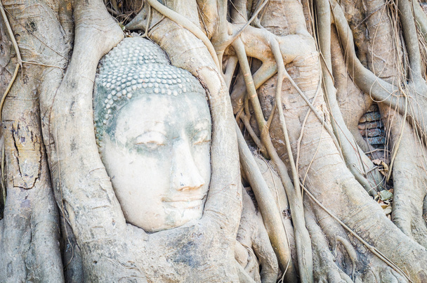 Statua testa di Buddha
 - Foto, immagini