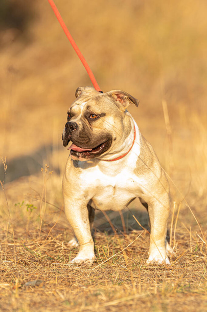 Young brown american bully outdoor - 写真・画像