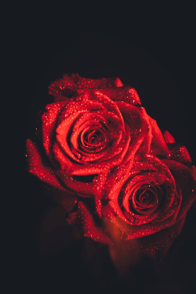 Top view and close-up, blooming beautiful rose flower. The concept of Valentine's Day. Art of rose - Foto, immagini