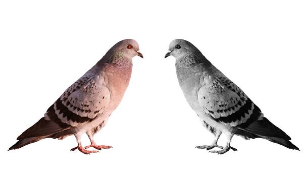 Una coppia con una specie di piccioncini simbolici. Due piccioni tipo di anello-colomba oggetti bianchi isolati.  - Foto, immagini