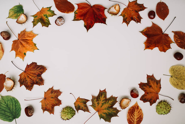 Autumn frame made of leaves on white background, copy space. Flat lay, top view. Autumn, fall, thanksgiving day concept - Fotoğraf, Görsel