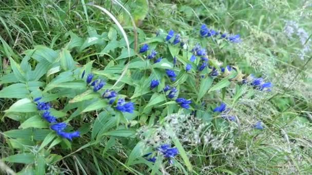 Avustralya Alplerinde çiçek açan mavi söğüt (Gentiana asclepiadea). - Video, Çekim
