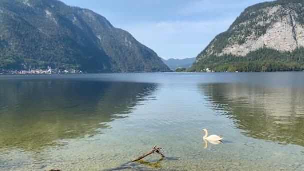 Hattyú a Hallstatt tónál Ausztriában Salzkammergut. Tükrözése kréta Alpok a tóban. - Felvétel, videó