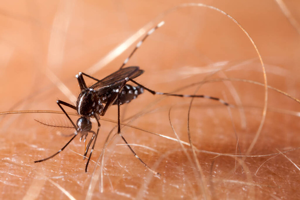Mosquito da dengue, zika e febre chikungunya (aedes aegypti) na pele humana - Foto, Imagem