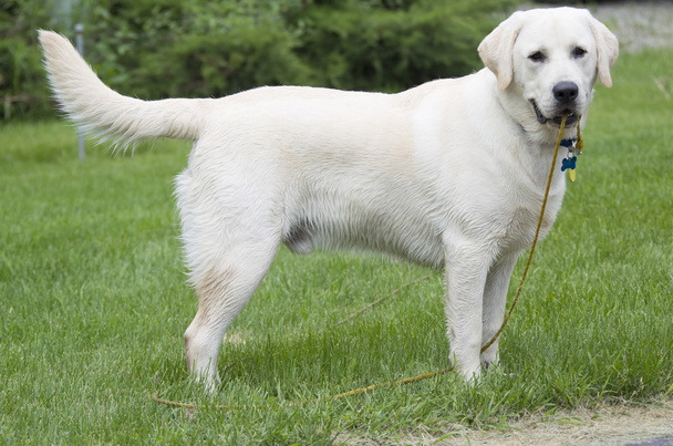 Rudy sarı lab köpek ayakta çimen ıslak - Fotoğraf, Görsel