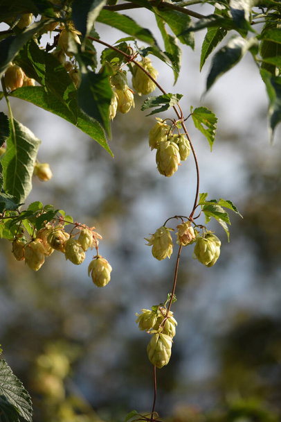 Hop plant in bloom in August - Photo, Image