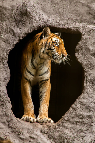 Royal bengálského tygra - Panthera tigris tigris - Fotografie, Obrázek