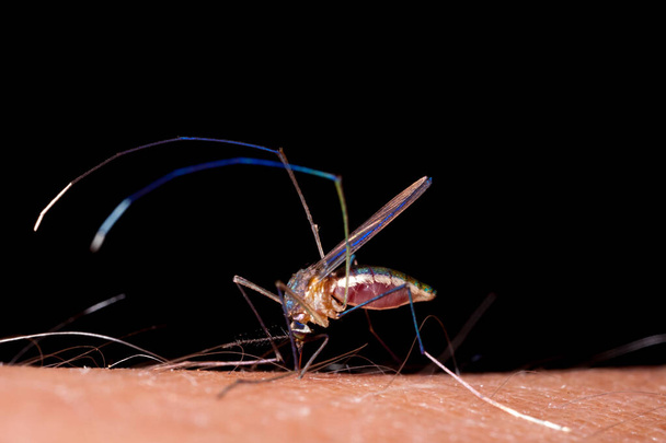 Zanzara mordere la pelle umana - bere sangue - Foto, immagini