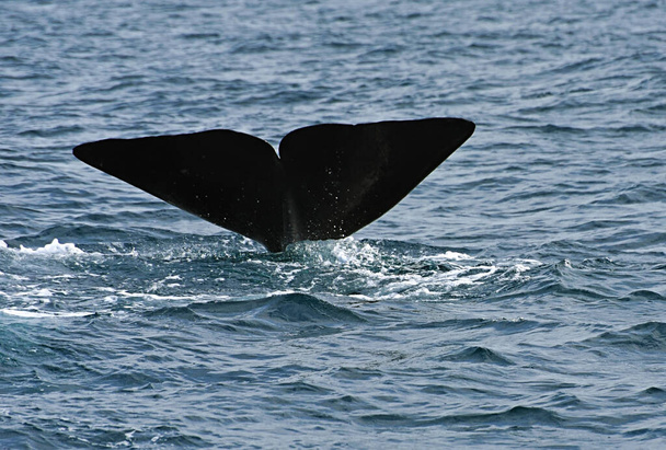 Baleia Esperma. Foto tirada do cruzeiro de observação de baleias no Estreito de Gibraltar - Foto, Imagem