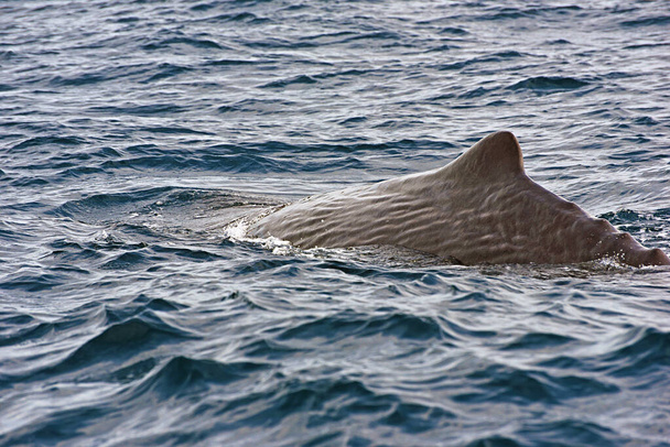 Ballena Esperma. Foto tomada del crucero de observación de ballenas en el Estrecho de Gibraltar - Foto, imagen