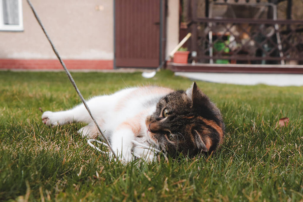 Juegos con una mascota de cuatro patas. Gato doméstico jugando con una cuerda. Un gato involucrado en un juego de supervivencia. Checa gato se encuentra en su espalda y muerde en una cuerda. - Foto, imagen